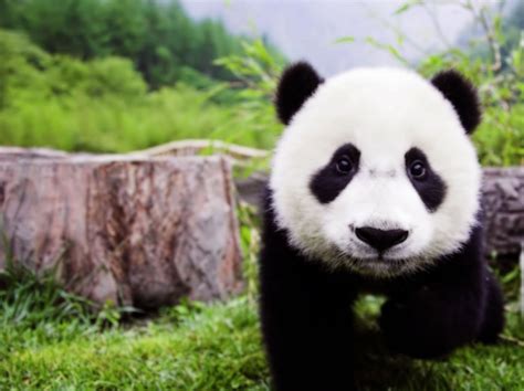 El Oso Panda O Panda Gigante Ailuropoda Melanoleuca Es