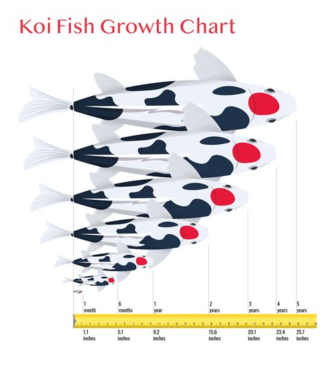 How Fast Do Koi Fish Grow Growth Chart And Infographic Hepper