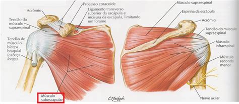 Resumo Sobre Músculos Do Ombro Deltóide Supraespinhal Infraespinhal