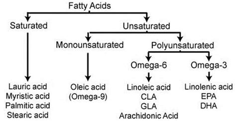 Fatty Acid Classification