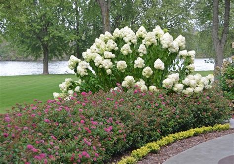 10 Best Shrubs For Flowering Hedges Proven Winners