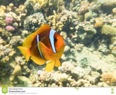 Marine Life In The Red Sea Stock Image Image Of Wildlife 72442119