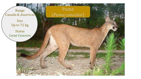 Puma Cougar Mountain Lion Puma Concolor Classification