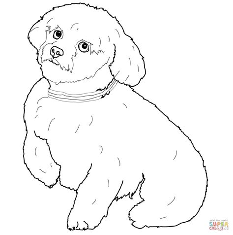 Coloring Pages Fluffy Dogs Coloring Home