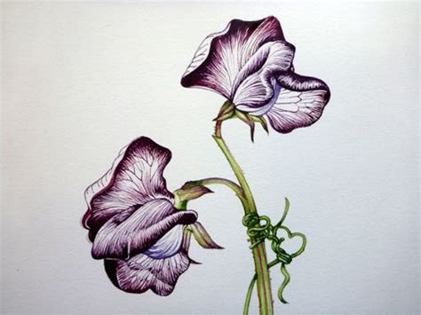 Sweetpea Sweet Pea Step By Step Process Tutorial How To Art