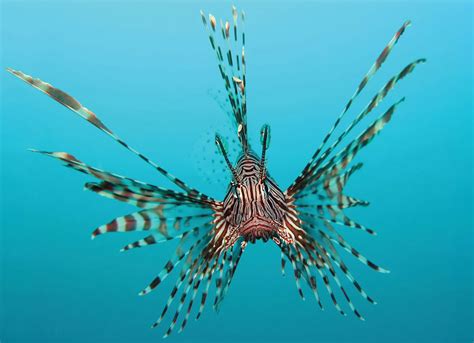 20 Facts About Lionfish