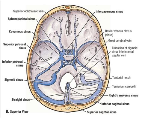 Anatomy Of The Cranial Meninges And Dural Venous Sinuses 52 Off
