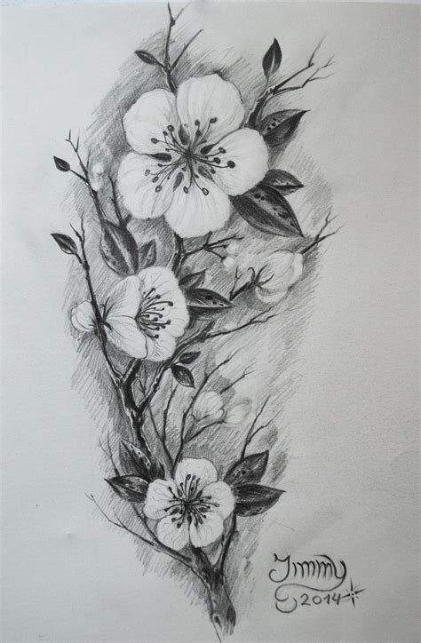 Cherry Blossom Sketch By Jimmytu On Deviantart