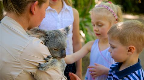 Australia Zoo Tours And Activities Expedia