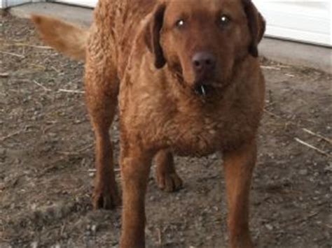 If you feel the same please contact the breeders for your next chesapeake bay retriever puppy. Chesapeake Bay Retriever Puppies For Sale: AKC Chesapeake ...