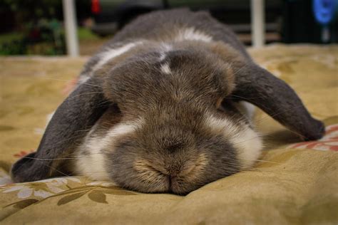 Sleepy Rabbit Ubicaciondepersonascdmxgobmx