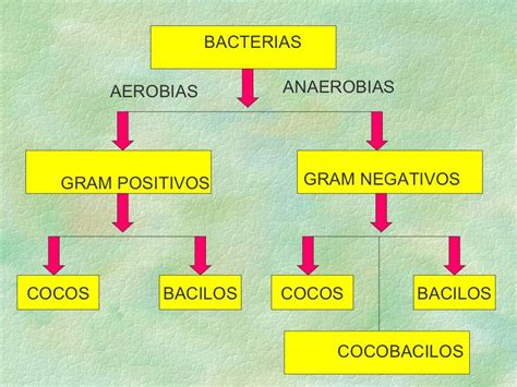 Clasificacion Bacteriana