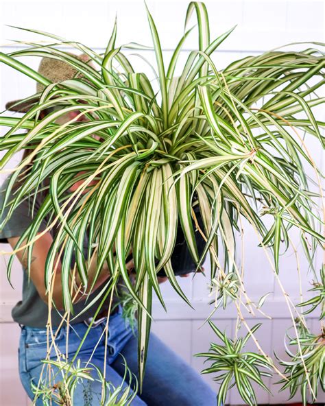 Large Spider Plant Ferns Grasses And Bamboo Home And Living