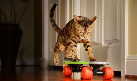 Romeo The Skateboarding Wonder Cat