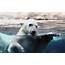Polar Bear In Water Wallpapers And Images  Pictures Photos