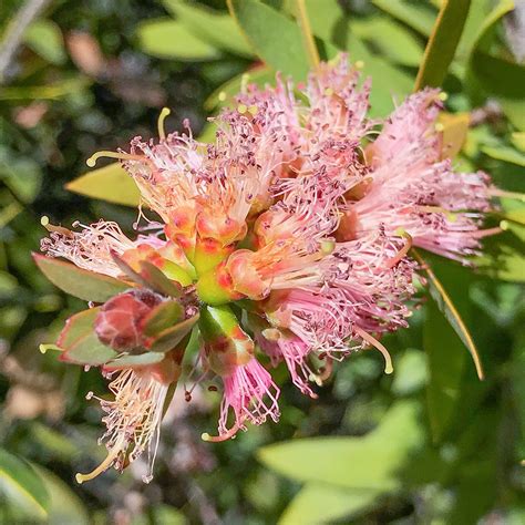 Flowers In The Courtyard Of Ward 12b Pink Bottle Brush F Flickr