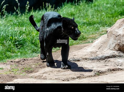 A Black Panther Is The Melanistic Color Variant Of Any Big Cat Species