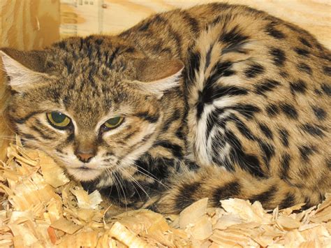 Announcing Black Footed Cats Fossil Rim Wildlife Center