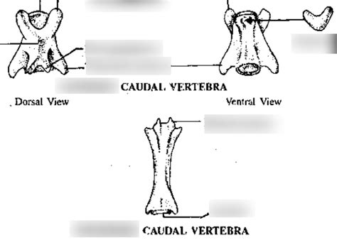 Caudal Vertebrae Diagram Quizlet