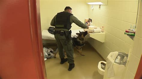 K Team Patrols Hallways Housing Units Of Bexar County Jail