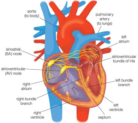 Ventricular System