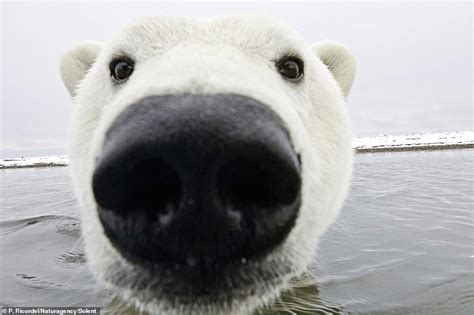 Polar Bears Live Cute Polar Bear Cute Bears Bear Photos Bear