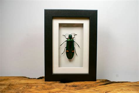Giant Jewel Beetle Frame Atlas Insects Atlas Insects