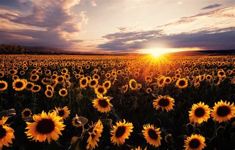 Sunflowers Field At Sunset Wallpapers Wallpaper Cave