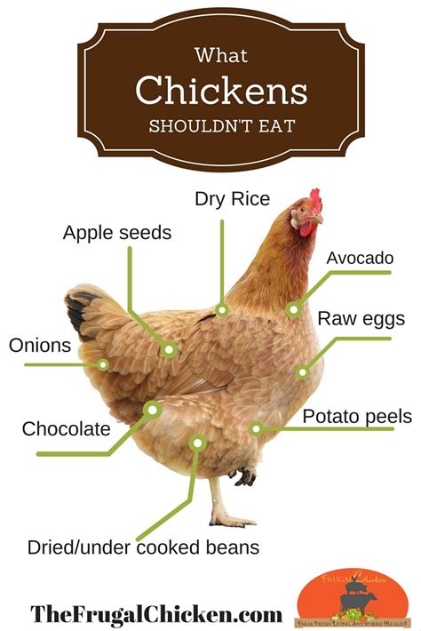 Chickens love treats and will eat just about anything you're willing to give them. What Fruit Can Chickens Eat, Aggressive Dogs, Jersey ...