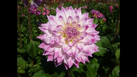 Annual Dahlia Show On 11 September 2016 Youtube