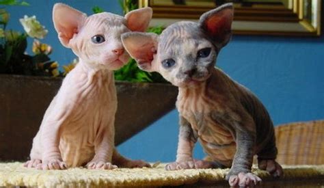 Strange Breeds Of Hairless Cats Featured Creature