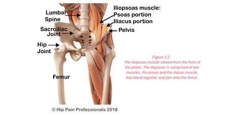 The pelvic floor muscles also help increase this pressure, which provides stability to the spine and trunk. Anterior Hip Pain - Pain at the front of the hip