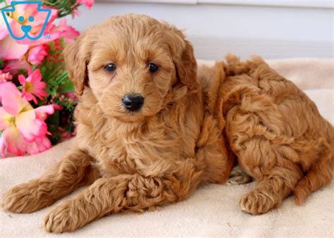 If you are looking to adopt or buy a goldendoodle take a look here! Megan | Goldendoodle - Miniature Puppy For Sale | Keystone ...