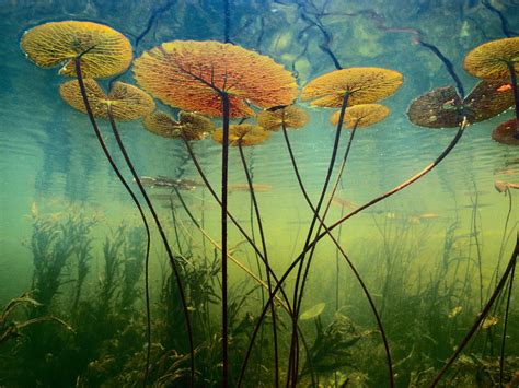 Underwater Plants Underwater Photos Underwater Photography Animal