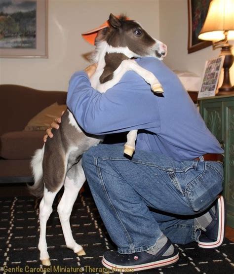 Miniature Therapy Horses Are Just What The Doctor Ordered Huffpost