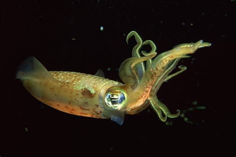 The Mystery Of Deep Sea Squids Missing Arms