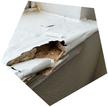 Do it yourself tasks always seems daunting but, with the right methods and treatments this can help you to get rid of pests and save money and your time too. Termite Control Services | Termite Removal | Humble, TX