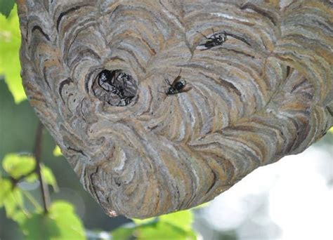 Un Bee Lievable Gigantic Wasp Nest At Von Briesen Park