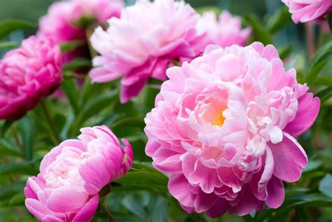 Peony Care After Blooming Discover The Best Way To Get More Flowers