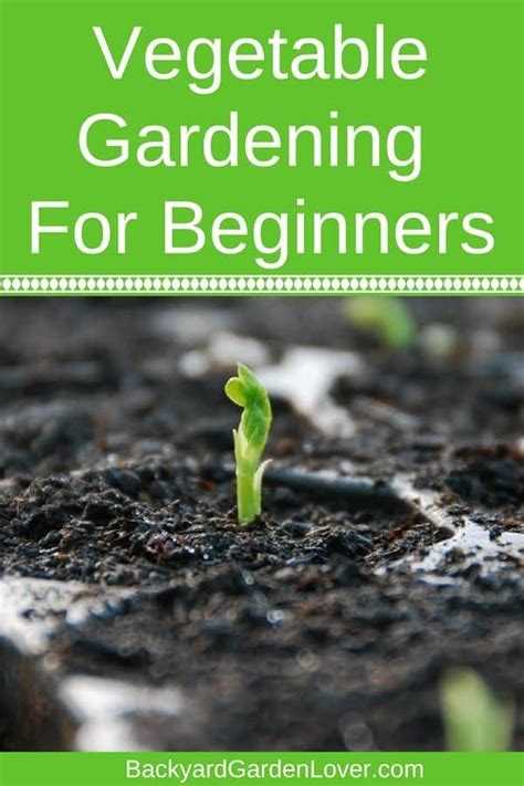 Think Vegetable Gardening For Beginners Is Hard Here Are Simple Tips