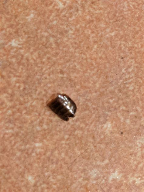 What Is An Empty Bed Bug Shell Bedbugs