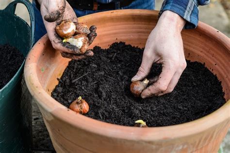 How To Plant And Grow Tulips Bbc Gardeners World Magazine