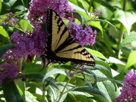The Swallowtails Native Plant Nursery Novato Home Ground Habitats