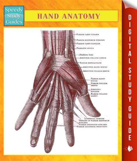 Read Hand Anatomy Speedy Study Guides Online By Speedy Publishing Books