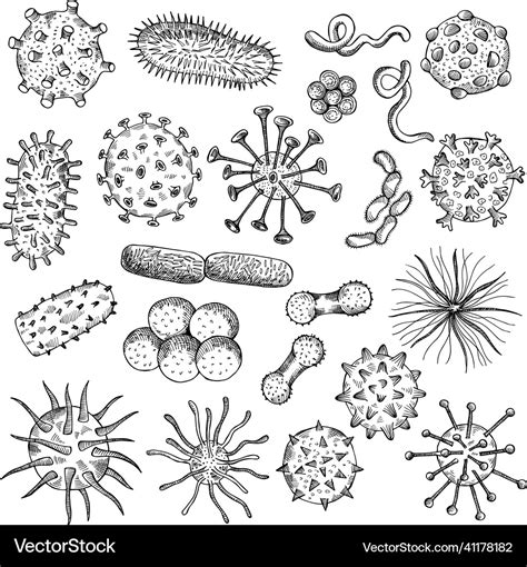 Bacteria Sketch Drawing Viruses Biological Vector Image