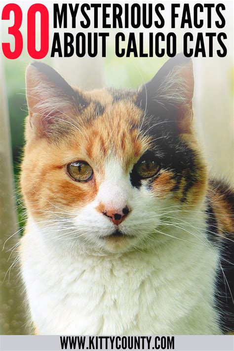 30 Calico Cats Facts That Will Leave You Amazed In 2023 Calico Cat