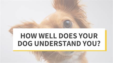 How Well Does Your Dog Understand You Furbo Australia