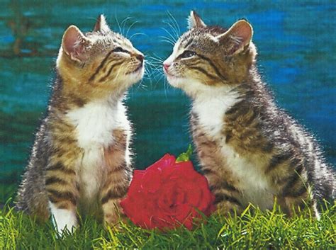 Two Kittens Kissing With A Rose Hd Desktop Wallpaper Widescreen