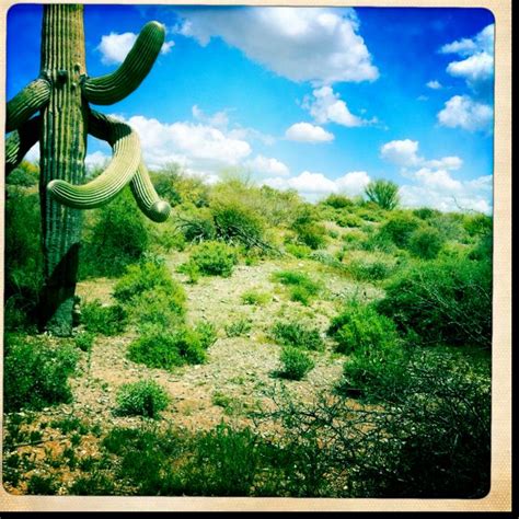 Arizona Desert Beautiful Places Plants Cactus Plants