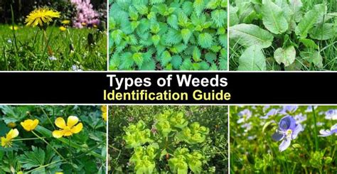 19 Types Of Weeds With Pictures Identification Guide